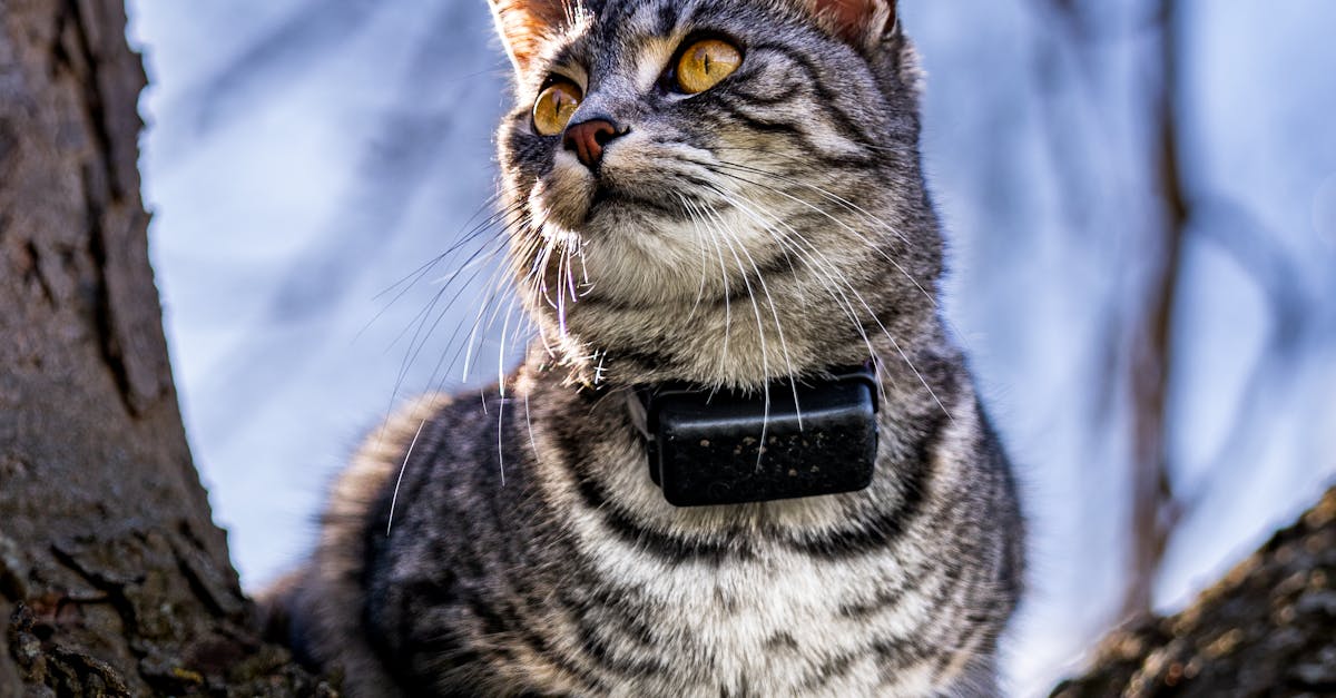 A tabby cat wearing a GPS collar sits on a tree, gazing thoughtfully.