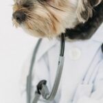 Wearable salute per animali domestici: modelli, funzionamento e benefici concreti