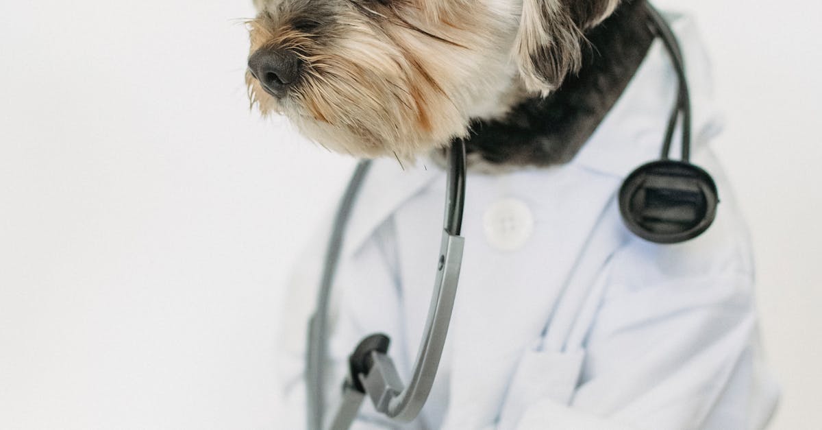 Attentive purebred dog in clothes with professional medical instrument looking away on white background