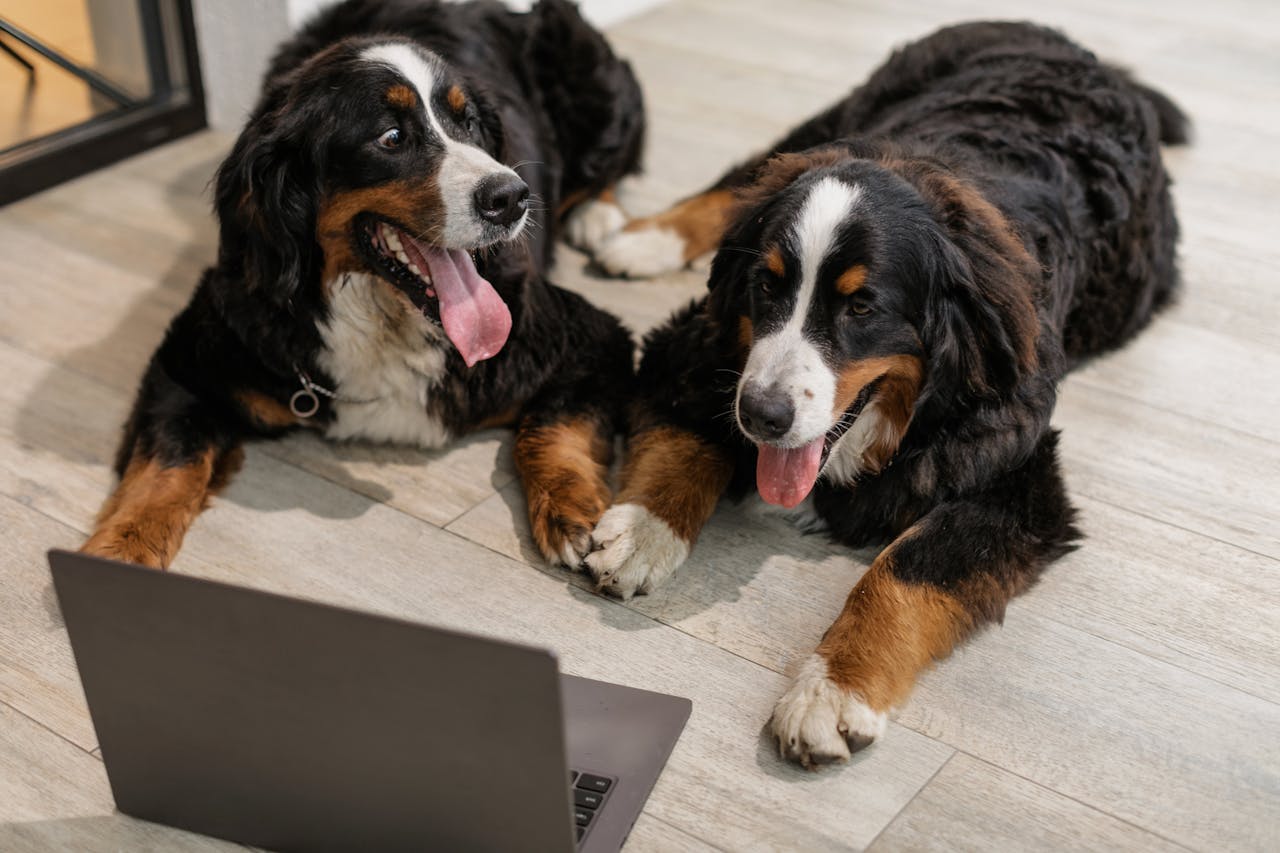 ZIODOG - Due cani che guardano un computer