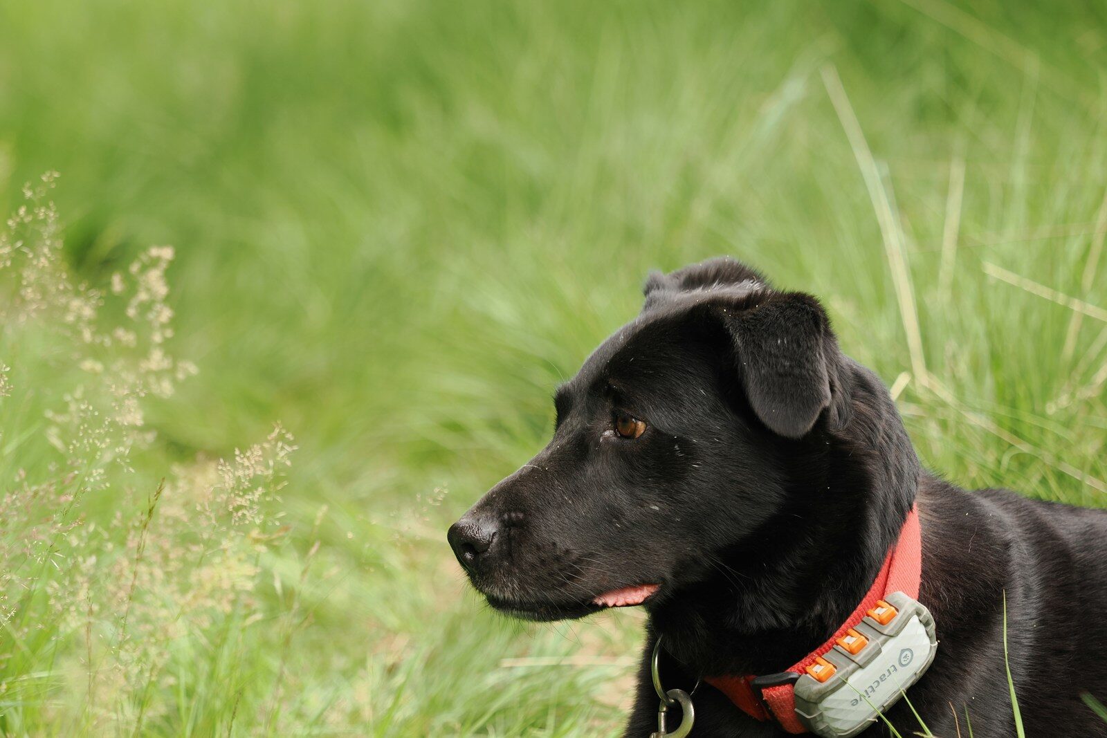 A black labrador sits amidst green grass.